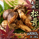 名称松茸内容量信州産「天然松茸」（800g＋増量80g/8～29本）産地長野県伊那谷産事業者株式会社　マルトシ配送方法常温配送お届け時期2024年9月下旬頃より順次発送備考※画像はイメージです。 ※収穫状況により早期終了する場合があります。 ※北海道、沖縄、離島への配送不可。 ※賞味期限は、出荷日含む冷蔵4日間です。 ※上記のエリアからの申し込みは返礼品の手配が出来ないため、「キャンセル」または「寄附のみ」とさせていただきます。予めご了承ください。 ・ふるさと納税よくある質問はこちら ・寄附申込みのキャンセル、返礼品の変更・返品はできません。あらかじめご了承ください。【ふるさと納税】信州産「天然松茸」（約880g/8～29本）　【野菜・きのこ・シイタケ】　お届け：2024年9月下旬頃より順次発送 【配送不可：北海道・沖縄県・離島】 味・香りともに高級品種の信州伊那谷産「採れたて松茸」を直送する希少価値の高い逸品です。 長野県は、松茸生産量日本一と言われています。その中でも伊那谷は、古くから天然のキノコを量、質ともに数多く生産する地域として有名です。 収穫されたばかりの「天然松茸」を良品のみ見極め、期間数量限定で増量し、お送りいたします。 信州伊那谷の味覚を楽しんでいただきたいと思い、特別に「80g増量」してご提供いたします。 ふるさと納税でのご支援、ご協力をお願いいたします。 寄附金の用途について 1　懐かしいふるさと、育てたいふるさとを全ての分野で応援 2　登山道や遊歩道、山小屋などの施設を設備し、山岳・山麓の環境を保全する事業　（観光資源を保全し活用する事業） 3　自然や景観を守り育てる事業 　 (自然・景観を保全、育成する事業) 4　子育てしやすい環境への支援や、子どもたちの生きる力をはぐくむ事業（未来を担う子どもたちへの支援事業） 5　ふるさとに暮らすお年寄りや子どもたちの安心安全をすすめる事業　 (福祉・医療体制を推進する事業) 6　ふるさとの人を育て文化をはぐくむ事業　 (教育・文化を推進する事業) 7　青年海外協力隊のあるまち、世界を見つめ外国人とともに生きるまちづくり事業　 (国際協力を推進する事業) 受領証明書及びワンストップ特例申請書のお届けについて 【受領証明書】 受領証明書は、ご入金確認後、注文内容確認画面の【注文者情報】に記載の住所にお送りいたします。発送の時期は、入金確認後1～2週間程度を目途に、お礼の特産品とは別にお送りいたします。 【ワンストップ特例申請書について】 申告特例申請書は、ワンストップ特例を希望された方へのみ、ご郵送させていただきます（受領証明書に同封）。 申請書に必要事項を記入し、押印のうえ、同封の返信用封筒にてご返送ください。 ワンストップ特例をご利用される場合、1月10日までに申請書が下記まで届くように発送ください。 マイナンバーに関する添付書類に漏れのないようご注意ください。 【駒ヶ根市　送付先住所】 〒380-0823 長野県長野市南千歳二丁目12番1号　長野セントラルビル705 レッドホースコーポレーション株式会社（駒ヶ根市業務委託先） ふるさとサポートセンター「駒ヶ根市ふるさと納税」宛