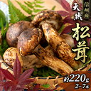 【ふるさと納税】信州産「天然松茸」（約220g/2～8本）　