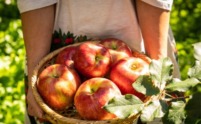 【ふるさと納税】少人数家庭にぴったり！長野県産「シナノスイート」りんご（3kg） 果物 フルーツ デザート 食後 強い甘み ジューシー 爽やか 皮薄い 丸かじり 秋の味覚 旬 　お届け：2025年10月中旬～11月下旬