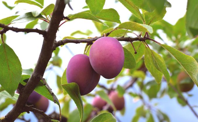 【ふるさと納税】【長野県駒ヶ根市産】プルーン（約3kg）　【