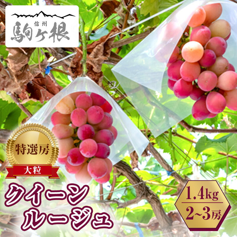ぶどう 長野 クイーンルージュ 約 1.4kg 2〜3房 特選 大粒 種なし 皮ごと 産地直送 フルーツ 果物 デザート おやつ シャインマスカット 葡萄 秋 旬 旬の果物 旬のフルーツ 信州 信州産 長野県 2025 2025年 お届け:2025年9月中旬〜10月中旬頃
