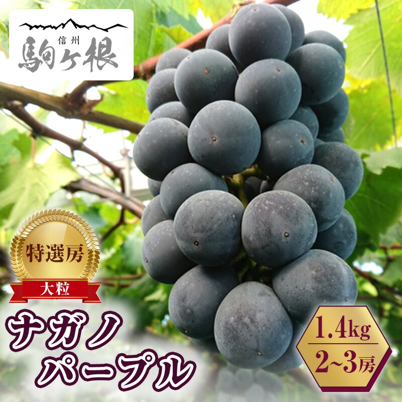 ぶどう 長野 ナガノパープル 約 1.4kg 2〜3房 特選 大粒 種なし 皮ごと 産地直送 フルーツ 果物 デザート おやつ 葡萄 長野パープル 秋 旬 旬の果物 旬のフルーツ 信州 信州産 長野県 長野県産 2025 2025年 お届け:2025年9月中旬〜10月上旬まで