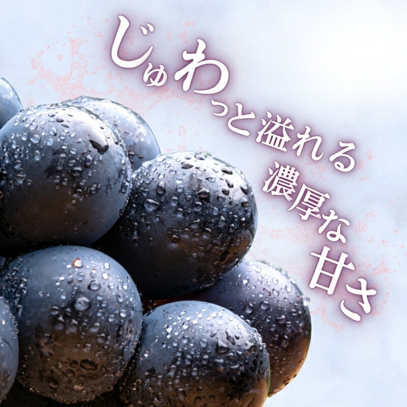 【ふるさと納税】ナガノパープル ぶどう 特選房 選べる 600g 1.2kg 特選 大粒 種なし 皮ごと 産地直送 フルーツ 果物 デザート おやつ 葡萄 長野パープル 秋 旬 旬の果物 旬のフルーツ 信州 信州産 長野県 長野県産 駒ヶ根市　お届け：2026年9月中旬～10月上旬まで