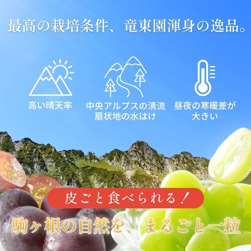 【ふるさと納税】特選大粒シャインマスカット1房 ＆ 特選大粒クイーンルージュ1房 (2房合計1kg以上) セット 大粒 種なし 皮ごと 食べ比べ フルーツ 果物 マスカット 旬のフルーツ 信州産 長野県　お届け：2026年9月下旬～10月下旬まで f202100-komagane-10000897 長野県駒ヶ根市 サンプル画像2