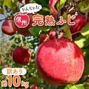 【ふるさと納税】〈信州中野まつじるし農園〉やんちゃな訳あり完熟ふじ 約10kg_ りんご ふじ サンふじ リンゴ 林檎 甘い 完熟 訳あり わけあり 信州 長野県 産地直送 不揃い 傷 家庭用 自宅用 10kg 秋 冬 くだもの 果物 果実【1204841】