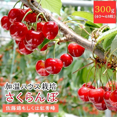 4月出荷のハウスさくらんぼ(佐藤錦もしくは紅秀峰)化粧箱(300g)【配送不可地域：離島・北海道・沖縄県・東北・中国・四国】【1215693】