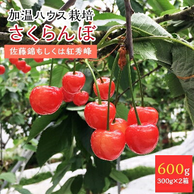 信州中野市から4月出荷のハウスさくらんぼ(佐藤錦もしくは紅秀峰)簡易箱300g×2箱【配送不可地域：離島・北海道・沖縄県・東北・中国・四国・九州】【1216277】