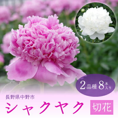 【ふるさと納税】シャクヤク切花 2品種8本入り【配送不可地域:離島】【1283309】