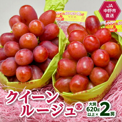 【ふるさと納税】JA中野市より産地直送!長野県のぶどうクイーンルージュ(R)大房620g以上×2房(1.2kg以上)【配送不可地域：離島】【1478916】