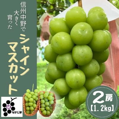 シャインマスカット　2房セット(1.2kg)【配送不可地域：離島】【1492854】