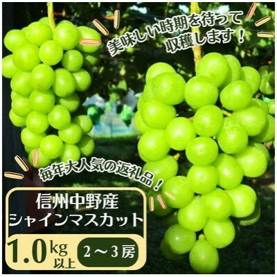 【先行予約】信州中野産 シャインマスカット 1.0kg以上【配送不可地域：離島・北海道・沖縄県・東北・中国・四国・九州】【1494233】