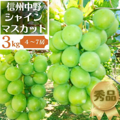 【ふるさと納税】長野県中野市産ぶどう・シャインマスカット秀品 3kg箱 4~7房入り_ ブドウ ぶどう 葡萄 フルーツ 果物 くだもの 甘い シャイン マスカット 3kg 人気 秀品 種なし 長野県 信州 中野市 産直 ギフト 贈り物 プレゼント 贈答 【配送不可地域:離島】【1494261】
