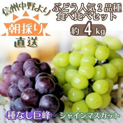 【ふるさと納税】【信州中野から朝採りをお届け!】ぶどう人気2品種食べ比べセット(約4kg)【配送不可地域：離島・北海道・沖縄県】【1508607】のサムネイル