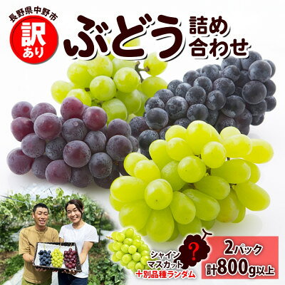 【訳あり】ぶどう 房 2種以上 食べ比べ2パック(計800g以上) 信州丸幸農園 長野県 中野市_ シャインマスカット ぶどう ブドウ 葡萄 訳あり 食べ比べ 2種以上 詰め合わせ 果物 くだもの フルーツ 家庭用 送料無料 【配送不可地域：離島・沖縄県】【1525235】