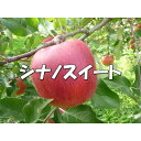 【ふるさと納税】シャキッ!甘〜い!シナノスイート 約10kg【1536029】