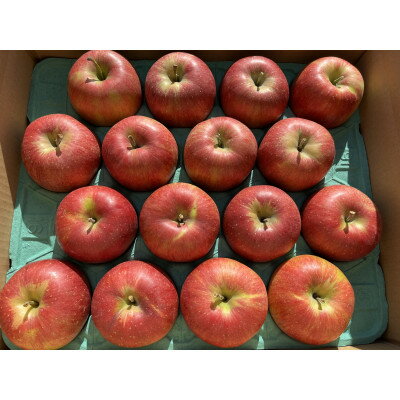 【ふるさと納税】シャキッ!甘～い!シナノスイート 約10kg【1536029】