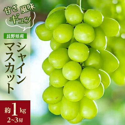 甘さと風味がギュッと詰まった 産地直送 シャインマスカット 約1kg(2～3房)_ シャインマスカット ぶどう 葡萄 果物 フルーツ くだもの 贈答 ギフト プレゼント 信州 長野 送料無料 人気 産地直送 おすすめ 【配送不可地域：離島】【1541959】