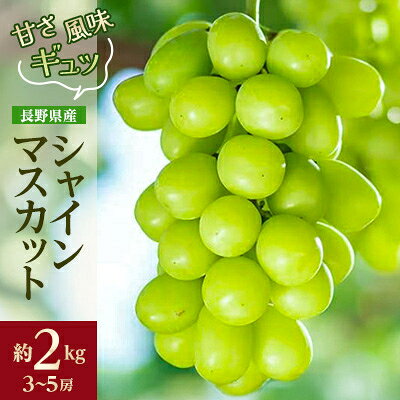 甘さと風味がギュッと詰まった 産地直送 シャインマスカット 約2kg(3～5房)_ シャインマスカット ぶどう 葡萄 果物 フルーツ くだもの 贈答 ギフト プレゼント 信州 長野 送料無料 人気 産地直送 おすすめ 【配送不可地域：離島】【1541961】