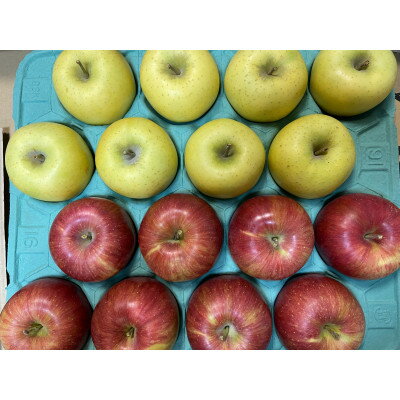 【ふるさと納税】シナノスイート、シナノゴールド詰合せ 約10kg【1551868】