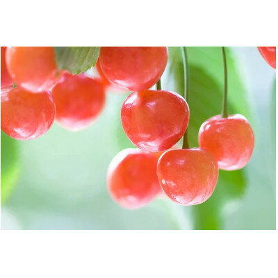 【ふるさと納税】【2026年発送】フルーツ王国　信州中野産　さくらんぼ　香夏錦　約300g(約100g×3パック)【配送不可地域：離島】【1569850】