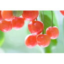 【ふるさと納税】【2026年発送】フルーツ王国 信州中野産 さくらんぼ 香夏錦 約600g(約100g×6パック)【配送不可地域:離島】【1569854】