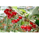 【ふるさと納税】【2026年発送】フルーツ王国 信州中野産 さくらんぼ 香夏錦 約2kg(約200g×10パック)【配送不可地域:離島】【1569889】