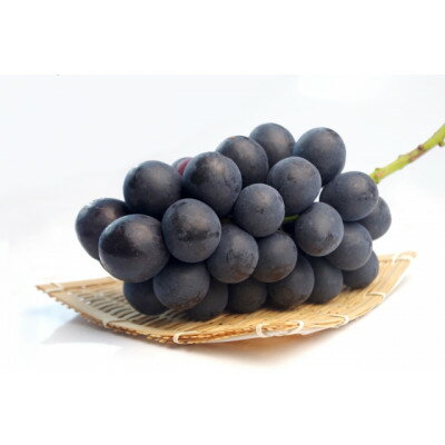 【ふるさと納税】【2026年先行予約】信州産地直送 皮ごと食べられるナガノパープル 約10kg(10〜17房)_ ナガノパープル ぶどう ブドウ 葡萄 長野県 ...