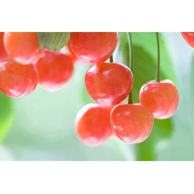 【ふるさと納税】【2025年発送】フルーツ王国 信州中野産 さくらんぼ 佐藤錦 約1kg(約100g×10パック)【配送不可地域:離島】【1577344】