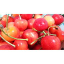 【ふるさと納税】【2026年発送】北信州のさくらんぼ 約1kg(約100g×10パック)品種おまかせ 贈答にも【配送不可地域:離島】【1577359】