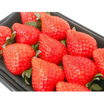 【ふるさと納税】【2026年発送】長野県産 　いちご　紅ほっぺ　6パック【約1.5kg～1.8kg】【配送不可地域：離島】【1603744】