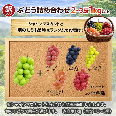 【ふるさと納税】長野県中野市産のぶどう　2種食べ比べセット　計1kg(2～3房)【配送不可地域：離島】【1609757】