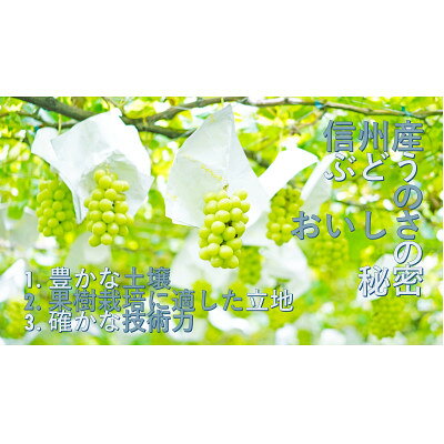 【ふるさと納税】【厳選 旬のシャインマスカット1kg】フルーツ大国信州中野産【配送不可地域：離島】【1673181】 f202118-nakano-10001371 長野県中野市 サンプル画像2