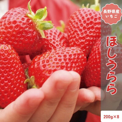 【ふるさと納税】【2026年発送予定】長野県産 いちご ほしうらら 8パック【約1.6kg】【配送不可地域：離島】【1705158】