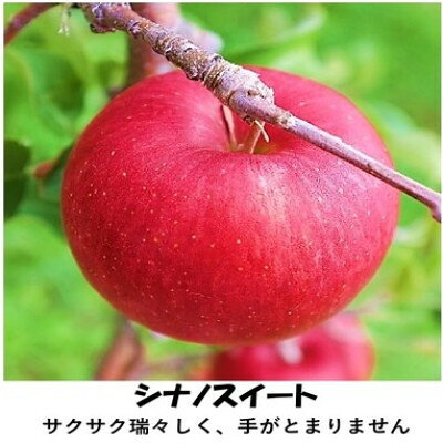 信州りんごシナノスイート 7個～12個(計約2.8kg)【1748766】