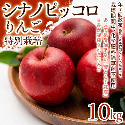 【ふるさと納税】【食べきりやすい小玉サイズ】シナノピッコロ 10kg 1セット【1780235】
