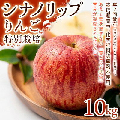 【ふるさと納税】【爽やかな甘酸っぱさ】シナノリップ 10kg 1セット【1780237】