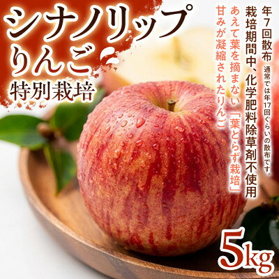【ふるさと納税】【爽やかな甘酸っぱさ】シナノリップ 5kg 1セット【1780238】