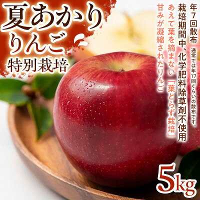 【ふるさと納税】【さっぱりとした甘さと爽やかな味わい】夏あかり 5kg 1セット【1780245】