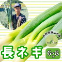 【ふるさと納税】【先行予約】「飯山産 長ネギ 約6~8本【期間限定】(7-A10)<出荷開始:2025年9月初旬~2025年10月下旬ごろまで>【 野菜 長野県...