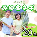 【ふるさと納税】【先行予約】白ねぎ みゆきネギ 20本【期間限定】(7-A11)<出荷開始:2025年9月上旬~2025年10月下旬ごろまで>【 野菜 長野県 ...