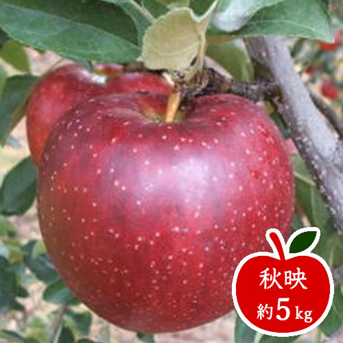 【ふるさと納税】秋映　約5Kg＜出荷開始：2023/8月上旬～下旬＞【 フルーツ りんご 長野県 飯山市 】のサムネイル