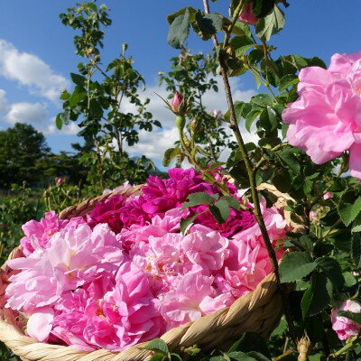 【ふるさと納税】薔薇香る乳液(オールドローズミルクローション)蓼科高原産ローズ水を贅沢配合!【1416287】