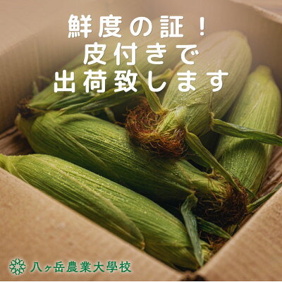【ふるさと納税】【2026年先行予約】朝採れ直送 フルーツのような甘さ『皮付き』生とうもろこし20本【配送不可地域：離島】【1748490】