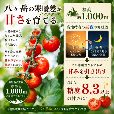 【ふるさと納税】【毎月定期便】蓼科野菜　八ヶ岳産高原育ちのフルーツミニトマト 約2kg 全2回【配送不可地域：離島】【4088598】