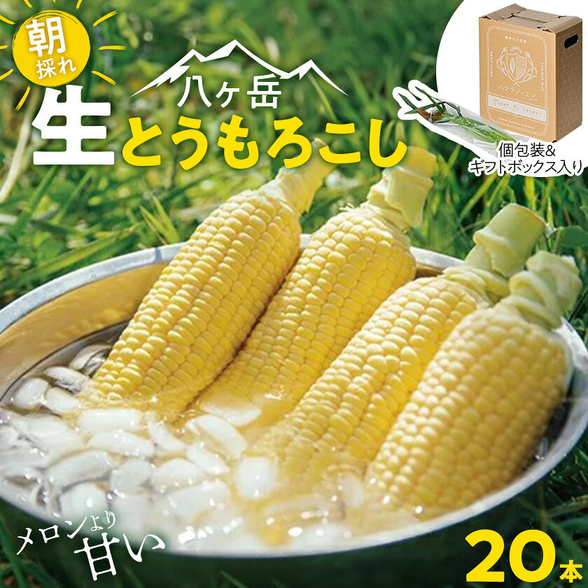 【ふるさと納税】【先行予約】朝採れ八ヶ岳生とうもろこし20本【複数個口で配送】【配送不可地域：離...