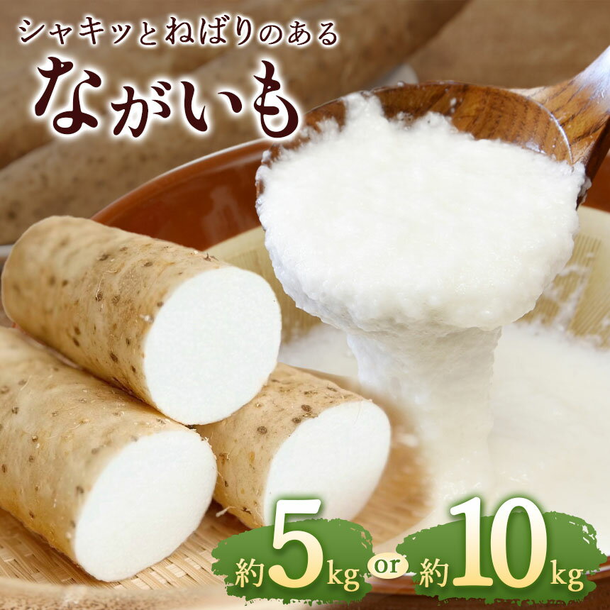食物繊維たっぷり!!しっかりとした粘り気♪ 長野県産 ながいも [選べる容量]約 5〜10kg(3本〜11本) | ながいも ナガイモ 野菜 やさい やまいも 長芋 長いも とろろ 粘り お好み焼き ねばねば 食感 漬物 美容 長野県 塩尻市