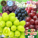 【ふるさと納税】 【先行予約】選べる!【甘みが増す完熟 氷蔵保存】 シャインマスカット(単品 or セット) | 果物 くだもの フルーツ 葡萄 ぶどう ブドウ シャインマスカット 希少 マイハート BKシードレス 富士の輝き クイーンルージュ® 氷蔵保存 長野県 塩尻市