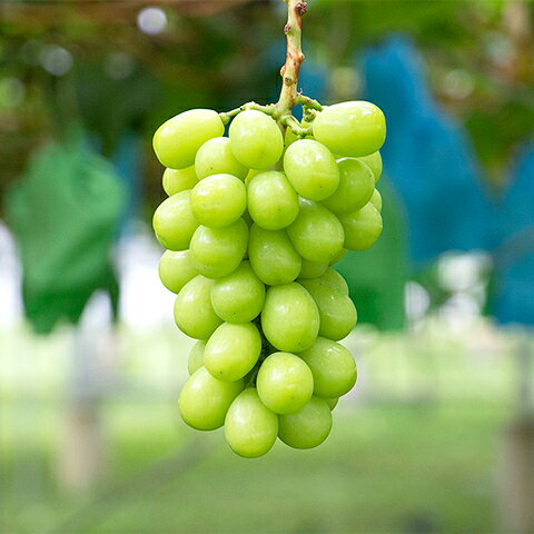 【ふるさと納税】 【先行予約】選べる！【甘みが増す完熟 氷蔵保存】 シャインマスカット（単品 or セット） | 果物 くだもの フルーツ 葡萄 ぶどう ブドウ シャインマスカット 希少 マイハート BKシードレス 富士の輝き クイーンルージュ 氷蔵保存 長野県 塩尻市のサムネイル