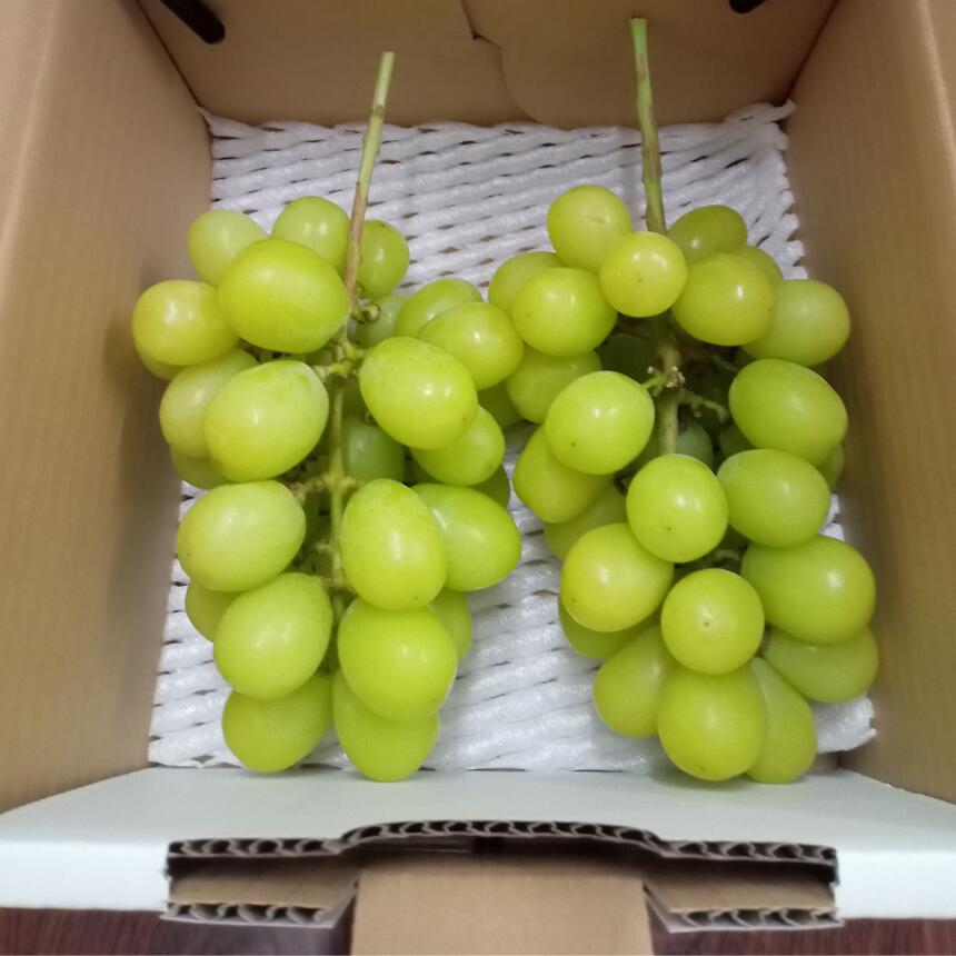 選べる!訳あり シャインマスカット 約1kg〜3kg (2〜7房) 甘みが増す完熟 氷蔵保存 有機肥料栽培 | 果物 くだもの フルーツ 葡萄 ぶどう ブドウ シャインマスカット 長野県 塩尻市