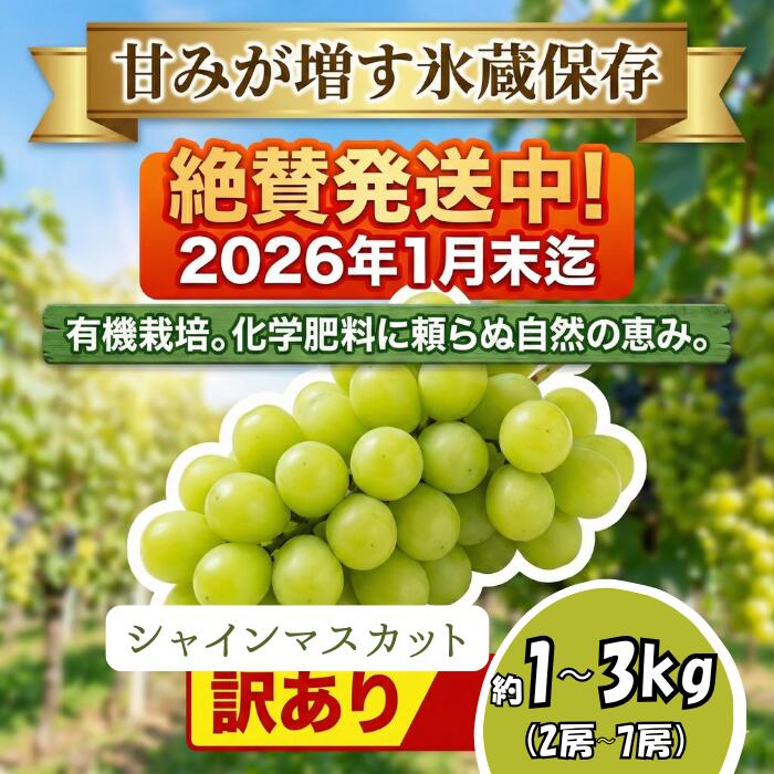 [2026年1月末まで発送してます♪♪]選べる!訳あり シャインマスカット 約1kg〜3kg (2〜7房) 甘みが増す完熟 氷蔵保存 有機肥料栽培 | 果物 くだもの フルーツ 葡萄 ぶどう ブドウ シャインマスカット 長野県 塩尻市